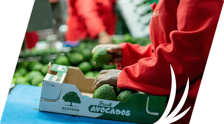 Avocado