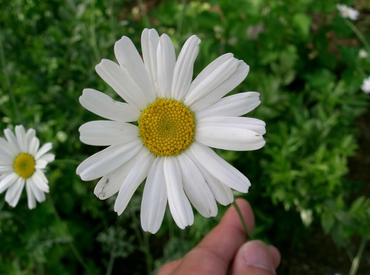 Pyrethrum flower used for organic insecticide