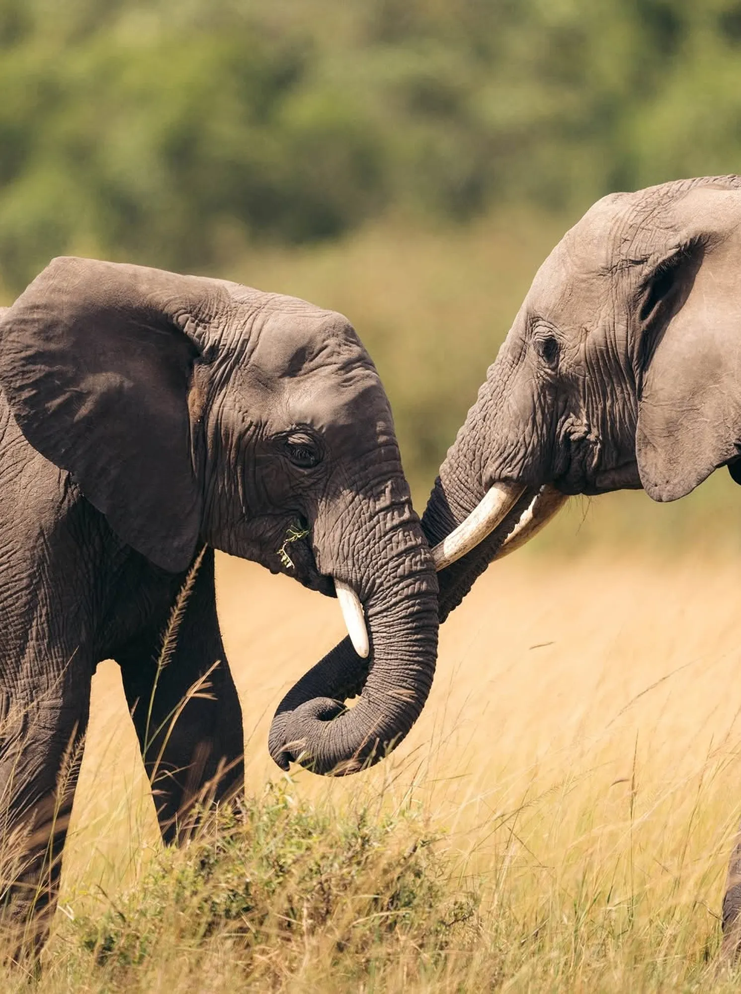 Cheetah on the savanna